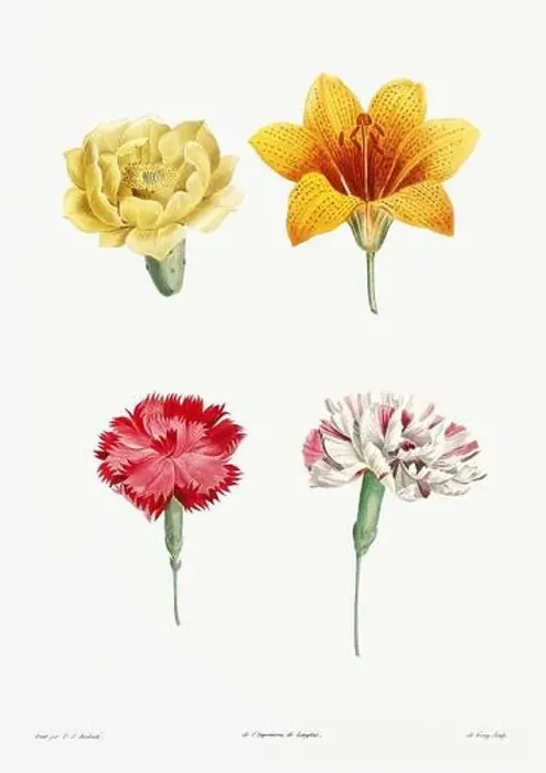 Framed Print : Vintage botanical illustration. 19th-century botanical art depicting the physiology of plants and flowers. Circa 1805 Framed Print : Vintage botanical illustration. 19th-century botanical art depicting the physiology of plants and flowers. Circa 1805