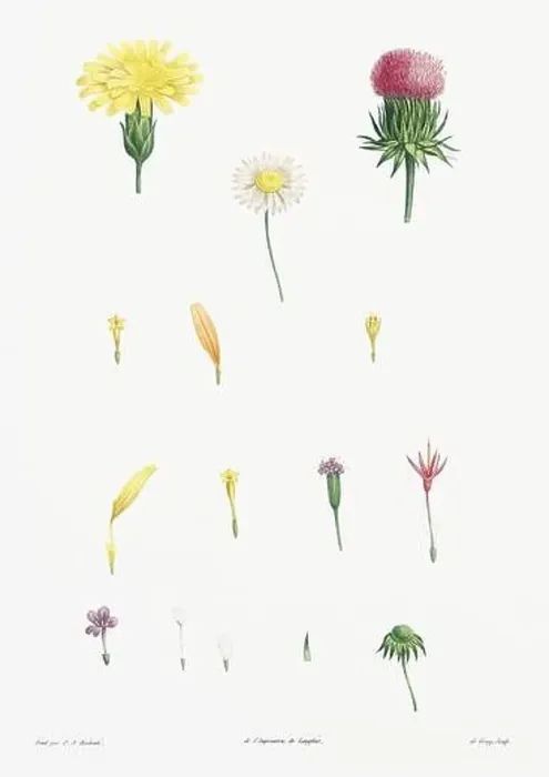 Framed Print : Vintage botanical illustration. 19th-century botanical art depicting the physiology of plants and flowers. Circa 1805 Framed Print : Vintage botanical illustration. 19th-century botanical art depicting the physiology of plants and flowers. Circa 1805