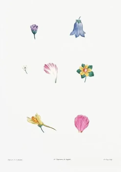 Framed Print : Vintage botanical illustration. 19th-century botanical art depicting the physiology of plants and flowers. Circa 1805 Framed Print : Vintage botanical illustration. 19th-century botanical art depicting the physiology of plants and flowers. Circa 1805