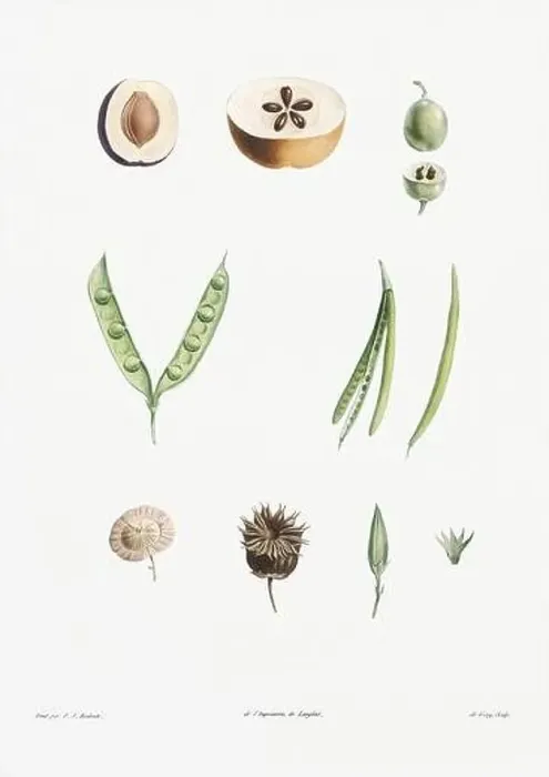 Framed Print : Vintage botanical illustration. 19th-century botanical art depicting the physiology of plants and flowers. Circa 1805 Framed Print : Vintage botanical illustration. 19th-century botanical art depicting the physiology of plants and flowers. Circa 1805