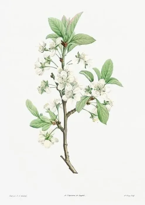 Framed Print : Vintage botanical illustration. 19th-century botanical art depicting the physiology of plants and flowers. Circa 1805 Framed Print : Vintage botanical illustration. 19th-century botanical art depicting the physiology of plants and flowers. Circa 1805