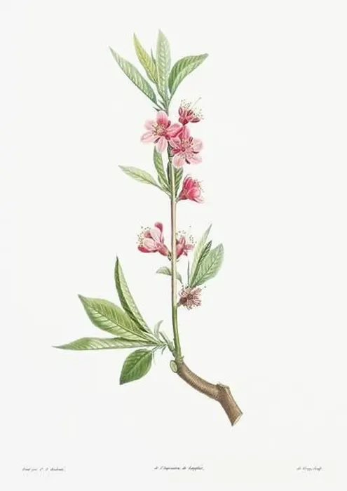 Framed Print : Vintage botanical illustration. 19th-century botanical art depicting the physiology of plants and flowers. Circa 1805 Framed Print : Vintage botanical illustration. 19th-century botanical art depicting the physiology of plants and flowers. Circa 1805