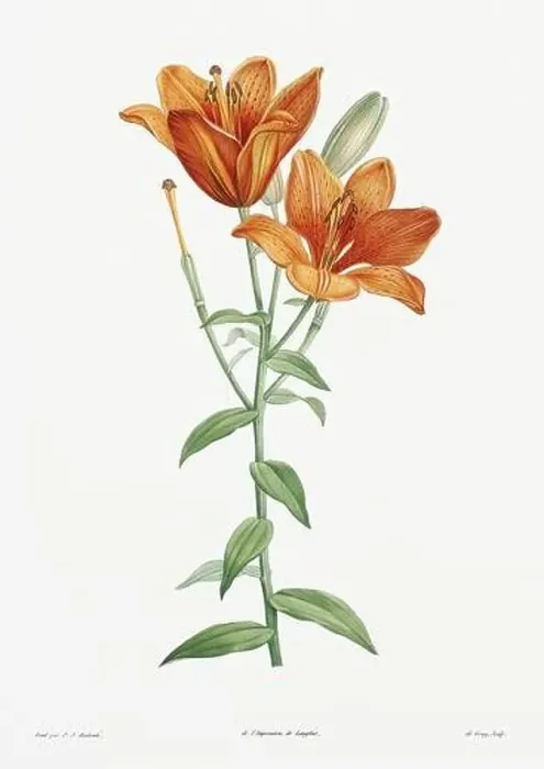 Framed Print : Vintage botanical illustration. 19th-century botanical art depicting the physiology of plants and flowers. Circa 1805 Framed Print : Vintage botanical illustration. 19th-century botanical art depicting the physiology of plants and flowers. Circa 1805