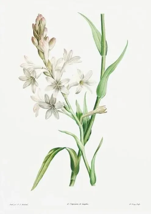 Framed Print : Vintage botanical illustration. 19th-century botanical art depicting the physiology of plants and flowers. Circa 1805 Framed Print : Vintage botanical illustration. 19th-century botanical art depicting the physiology of plants and flowers. Circa 1805