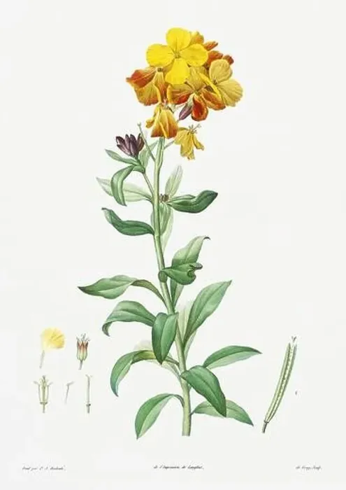 Framed Print : Vintage botanical illustration. 19th-century botanical art depicting the physiology of plants and flowers. Circa 1805 Framed Print : Vintage botanical illustration. 19th-century botanical art depicting the physiology of plants and flowers. Circa 1805