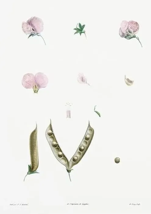 Framed Print : Vintage botanical illustration. 19th-century botanical art depicting the physiology of plants and flowers. Circa 1805 Framed Print : Vintage botanical illustration. 19th-century botanical art depicting the physiology of plants and flowers. Circa 1805