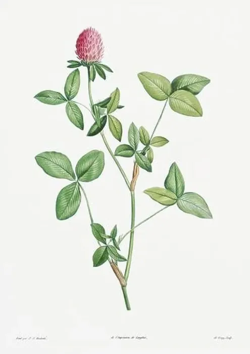 Framed Print : Vintage botanical illustration. 19th-century botanical art depicting the physiology of plants and flowers. Circa 1805 Framed Print : Vintage botanical illustration. 19th-century botanical art depicting the physiology of plants and flowers. Circa 1805