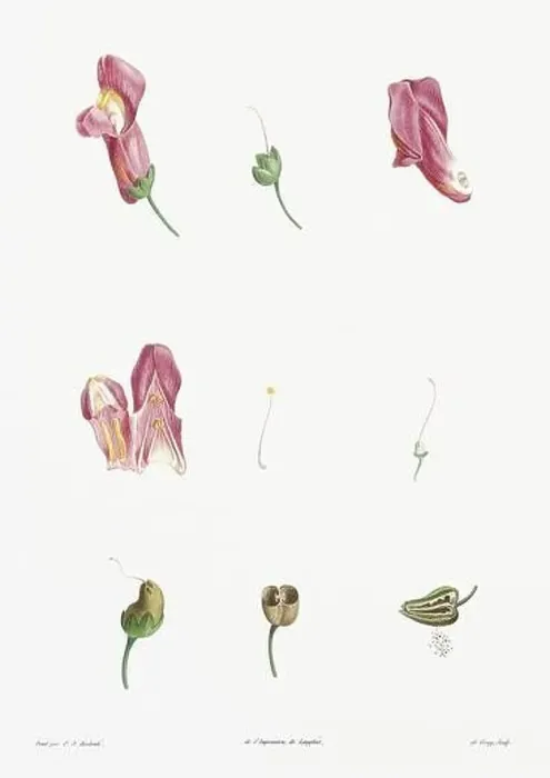 Framed Print : Vintage botanical illustration. 19th-century botanical art depicting the physiology of plants and flowers. Circa 1805 Framed Print : Vintage botanical illustration. 19th-century botanical art depicting the physiology of plants and flowers. Circa 1805
