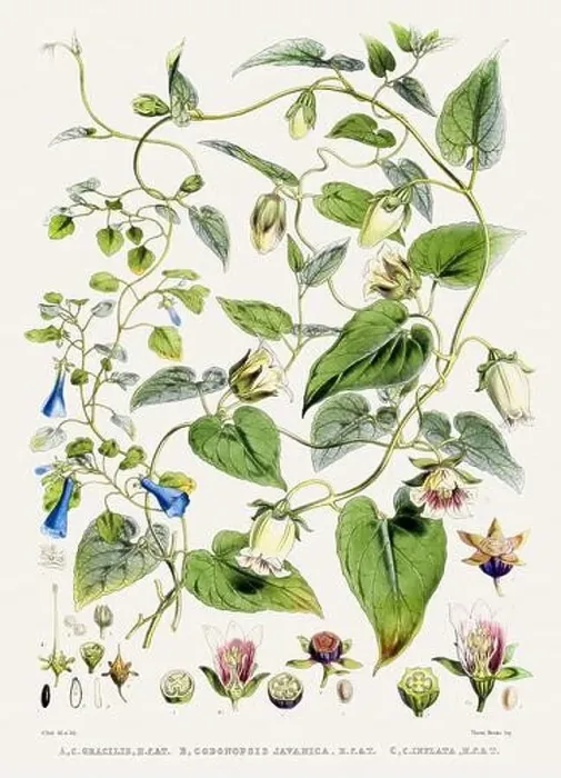 Framed Print : Vintage Botanical illustration Framed Print : Vintage Botanical illustration