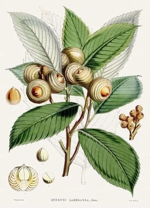 Framed Print : Vintage Botanical illustration Framed Print : Vintage Botanical illustration