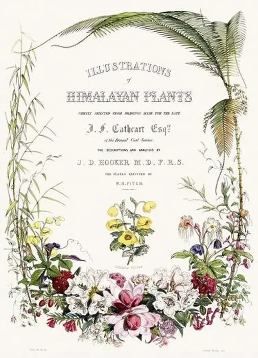 Framed Print : Vintage Botanical illustration Framed Print : Vintage Botanical illustration
