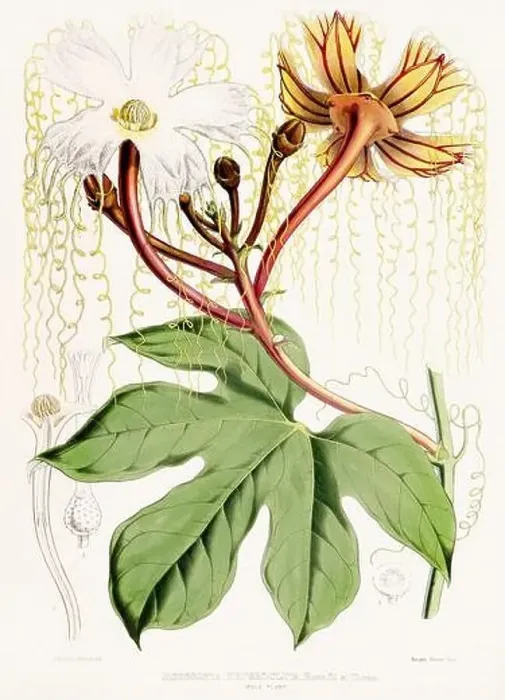 Framed Print : Vintage Botanical illustration Framed Print : Vintage Botanical illustration