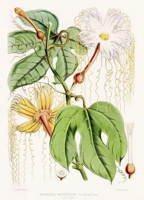 Framed Print : Vintage Botanical illustration Framed Print : Vintage Botanical illustration