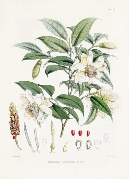 Framed Print : Vintage Botanical illustration Framed Print : Vintage Botanical illustration