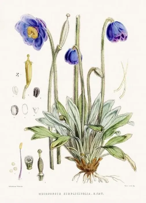 Framed Print : Vintage Botanical illustration