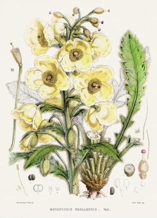 Framed Print : Vintage Botanical illustration Framed Print : Vintage Botanical illustration