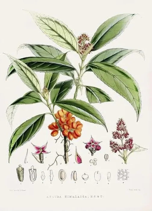 Framed Print : Vintage Botanical illustration Framed Print : Vintage Botanical illustration