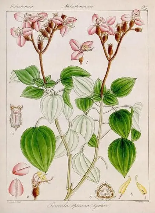 Framed Print : Vintage botanical illustration Framed Print : Vintage botanical illustration