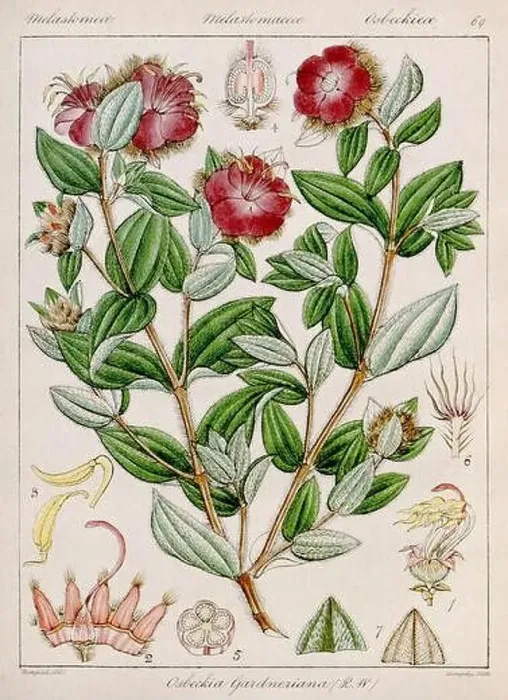 Framed Print : Vintage botanical illustration Framed Print : Vintage botanical illustration