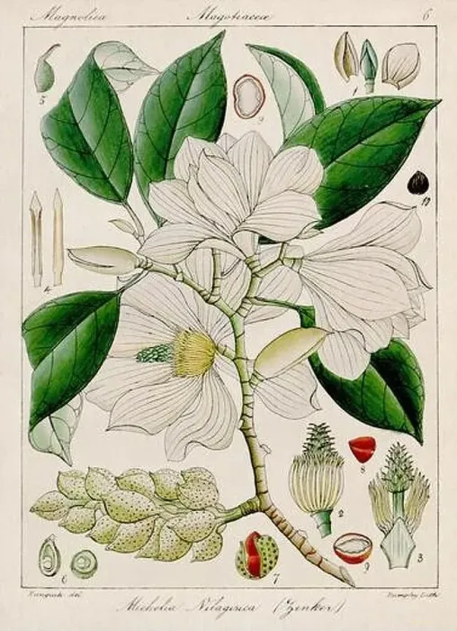 Framed Print : Vintage botanical illustration Framed Print : Vintage botanical illustration