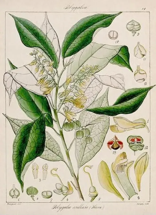 Framed Print : Vintage botanical illustration Framed Print : Vintage botanical illustration