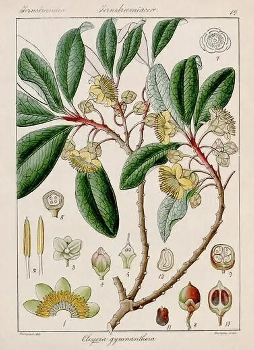 Framed Print : Vintage botanical illustration Framed Print : Vintage botanical illustration
