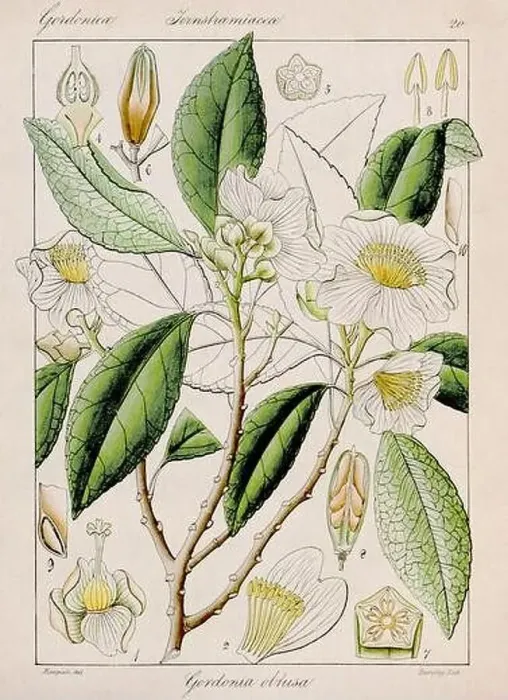 Framed Print : Vintage botanical illustration Framed Print : Vintage botanical illustration