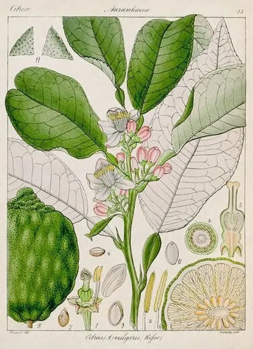 Framed Print : Vintage botanical illustration Framed Print : Vintage botanical illustration