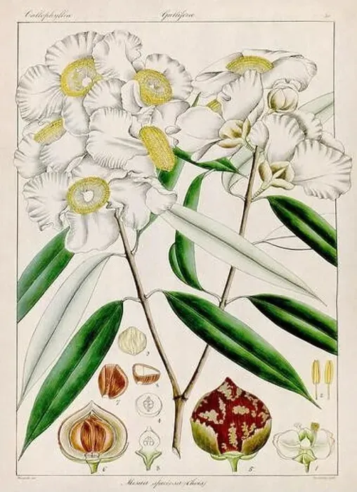 Framed Print : Vintage botanical illustration Framed Print : Vintage botanical illustration