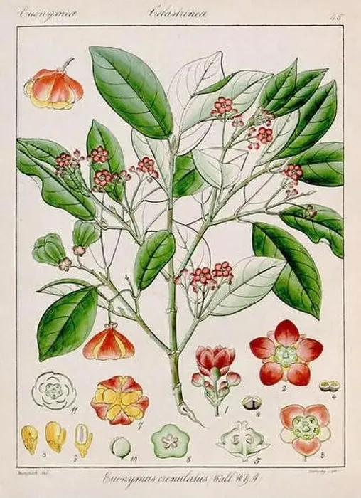Framed Print : Vintage botanical illustration Framed Print : Vintage botanical illustration