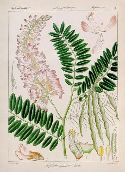 Framed Print : Vintage botanical illustration