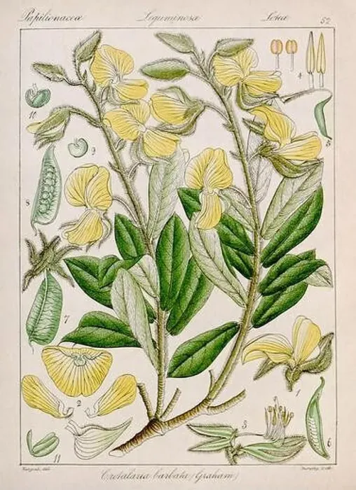 Framed Print : Vintage botanical illustration Framed Print : Vintage botanical illustration
