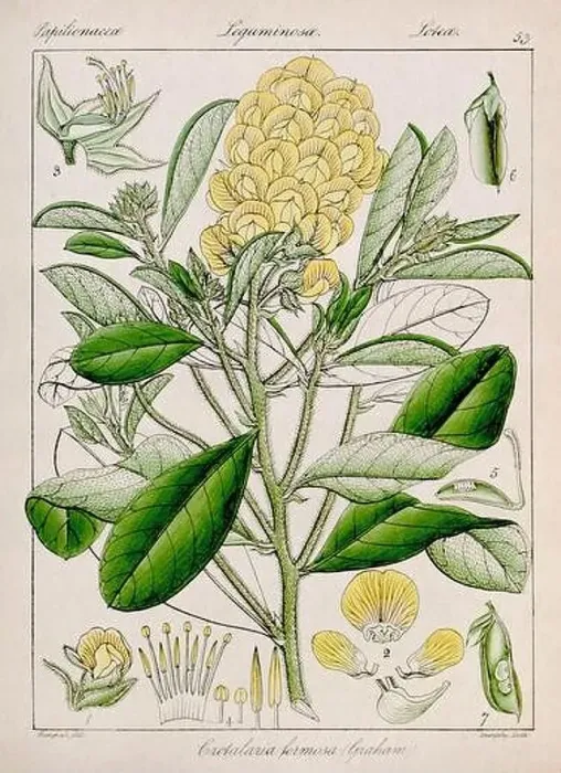Framed Print : Vintage botanical illustration Framed Print : Vintage botanical illustration