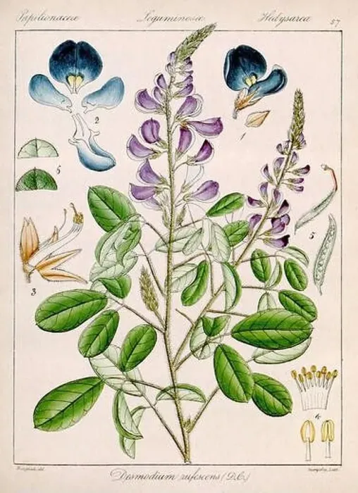 Framed Print : Vintage botanical illustration Framed Print : Vintage botanical illustration