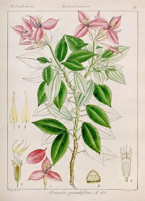 Framed Print : Vintage botanical illustration Framed Print : Vintage botanical illustration