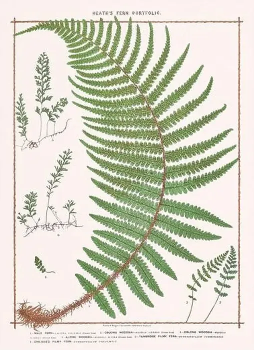 Framed Print : Vintage botanical illustration of ferns from a British botanical book Framed Print : Vintage botanical illustration of ferns from a British botanical book