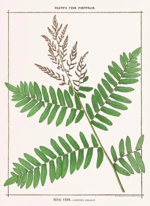 Framed Print : Vintage botanical illustration of ferns from a British botanical book