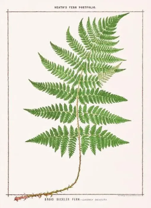 Framed Print : Vintage botanical illustration of ferns from a British botanical book Framed Print : Vintage botanical illustration of ferns from a British botanical book