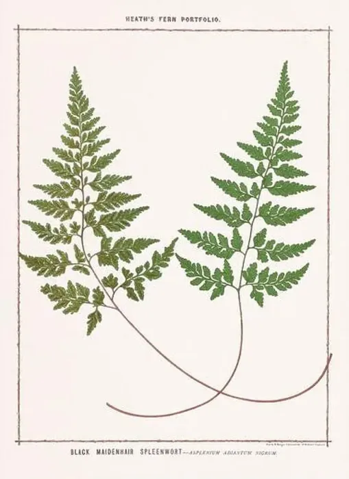 Framed Print : Vintage botanical illustration of ferns from a British botanical book Framed Print : Vintage botanical illustration of ferns from a British botanical book