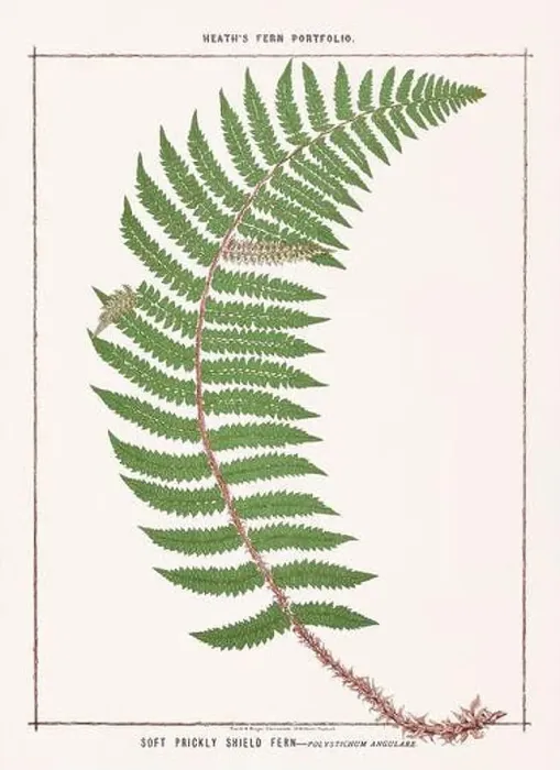 Framed Print : Vintage botanical illustration of ferns from a British botanical book Framed Print : Vintage botanical illustration of ferns from a British botanical book