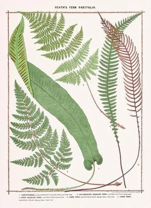 Framed Print : Vintage botanical illustration of ferns from a British botanical book Framed Print : Vintage botanical illustration of ferns from a British botanical book
