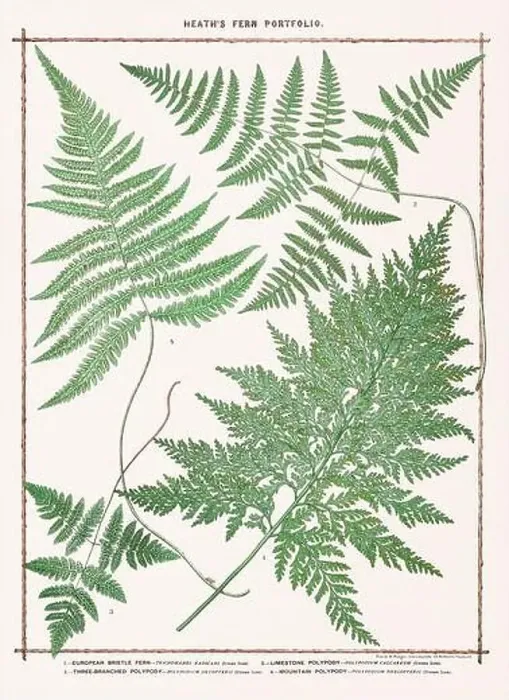 Framed Print : Vintage botanical illustration of ferns from a British botanical book Framed Print : Vintage botanical illustration of ferns from a British botanical book