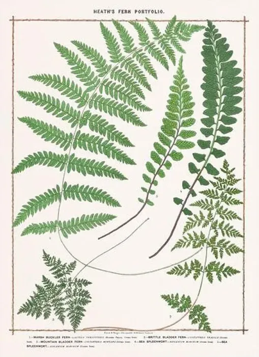 Framed Print : Vintage botanical illustration of ferns from a British botanical book