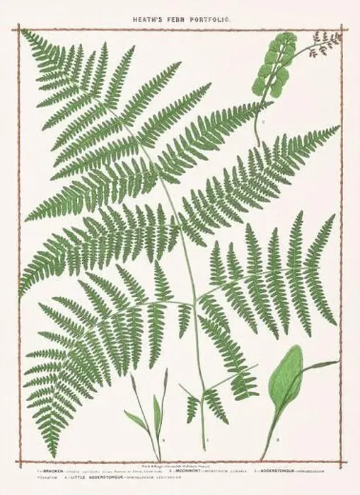 Framed Print : Vintage botanical illustration of ferns from a British botanical book Framed Print : Vintage botanical illustration of ferns from a British botanical book