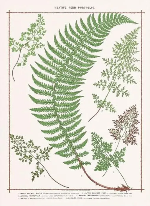 Framed Print : Vintage botanical illustration of ferns from a British botanical book Framed Print : Vintage botanical illustration of ferns from a British botanical book