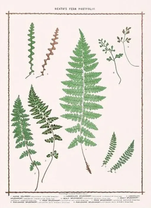 Framed Print : Vintage botanical illustration of ferns from a British botanical book Framed Print : Vintage botanical illustration of ferns from a British botanical book