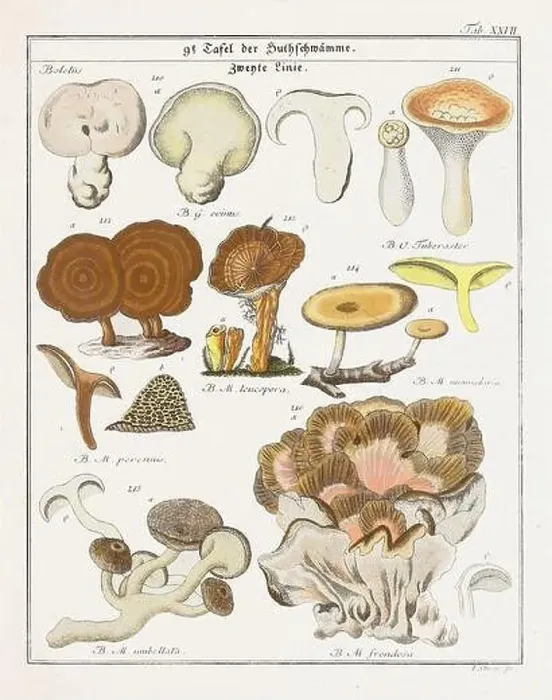 Framed Print : Vintage botanical illustration of mushrooms and fungi from the early 19th century Framed Print : Vintage botanical illustration of mushrooms and fungi from the early 19th century