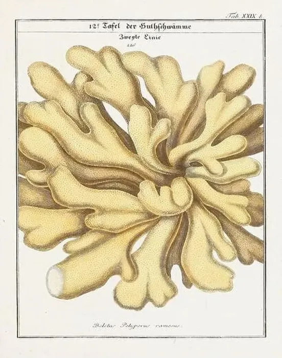 Framed Print : Vintage botanical illustration of mushrooms and fungi from the early 19th century Framed Print : Vintage botanical illustration of mushrooms and fungi from the early 19th century