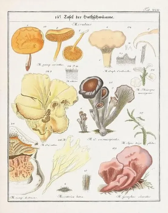 Framed Print : Vintage botanical illustration of mushrooms and fungi from the early 19th century Framed Print : Vintage botanical illustration of mushrooms and fungi from the early 19th century