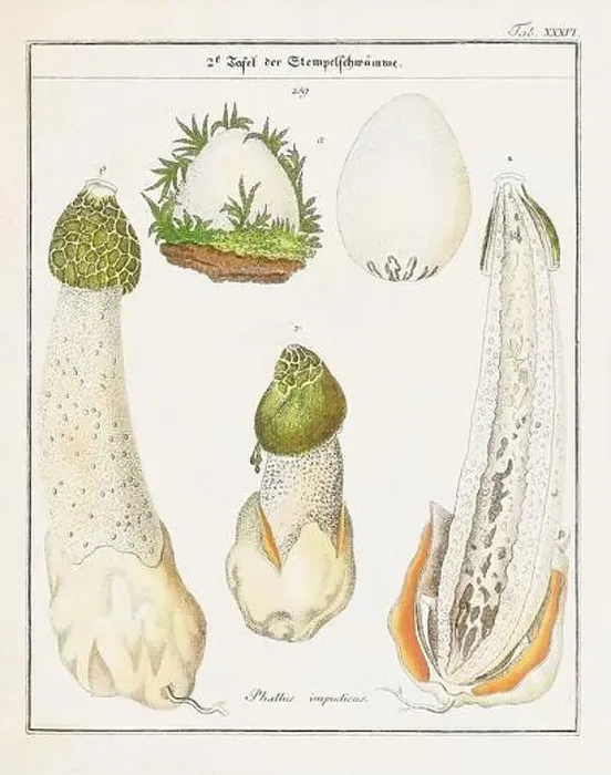 Framed Print : Vintage botanical illustration of mushrooms and fungi from the early 19th century Framed Print : Vintage botanical illustration of mushrooms and fungi from the early 19th century